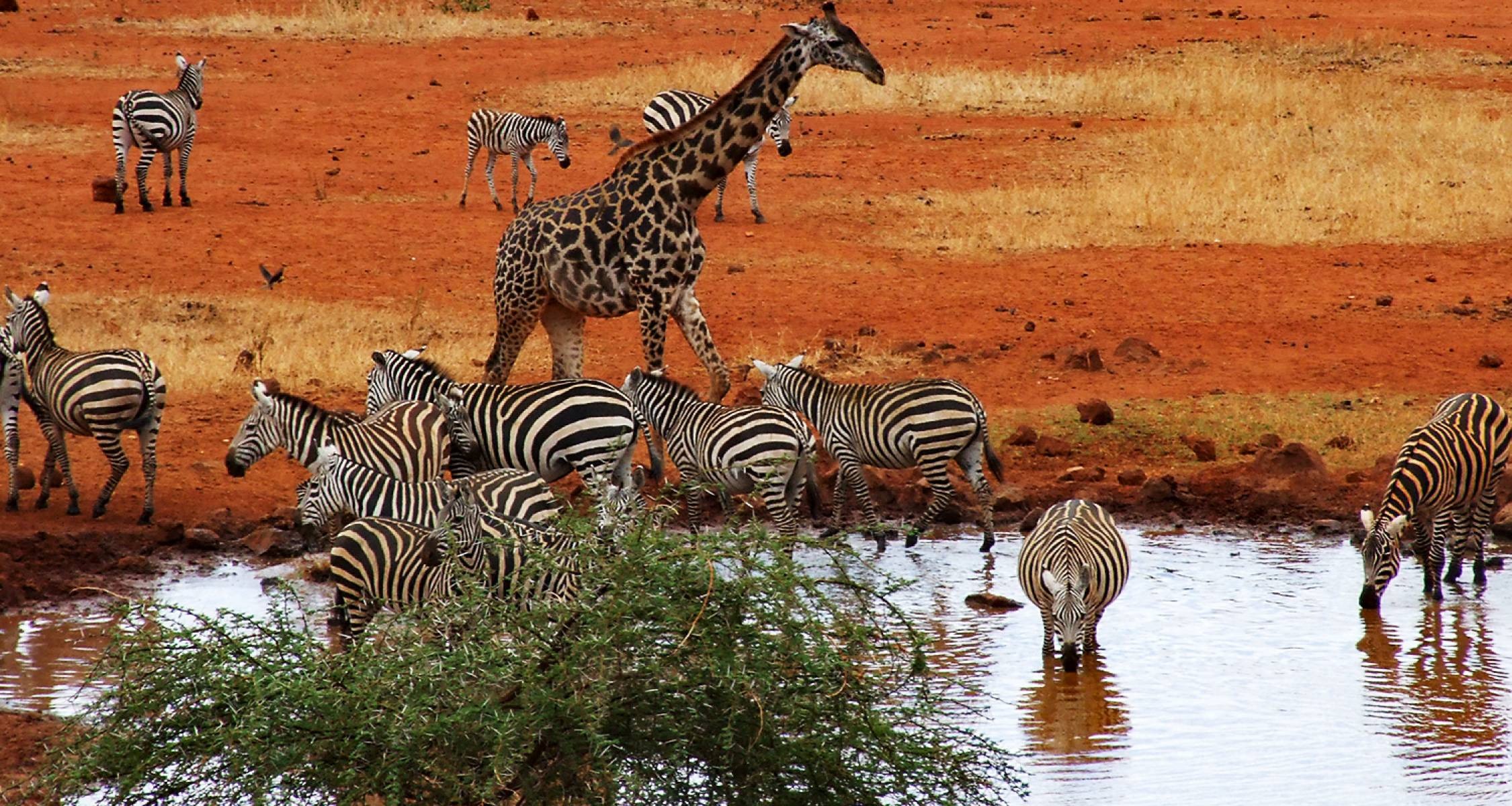imgi_159_Tsavo-West-National-Park-watering-hole--Kenya-safaris--On-The-Go-Tours-831311706788391_crop_flip_2250_1200_f2f2f2_center-center
