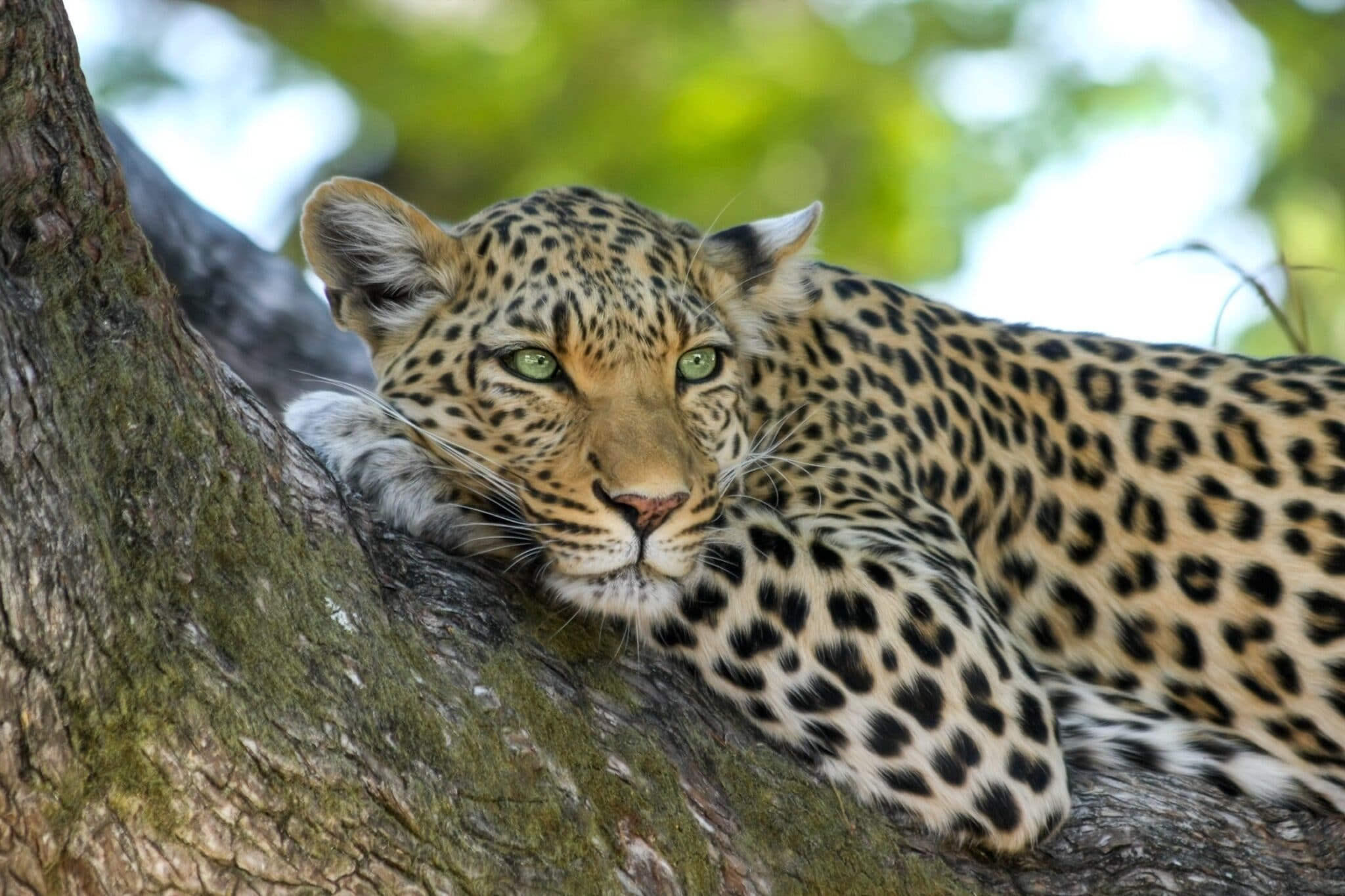 imgi_182_africa-cat-leopard-46254-scaled