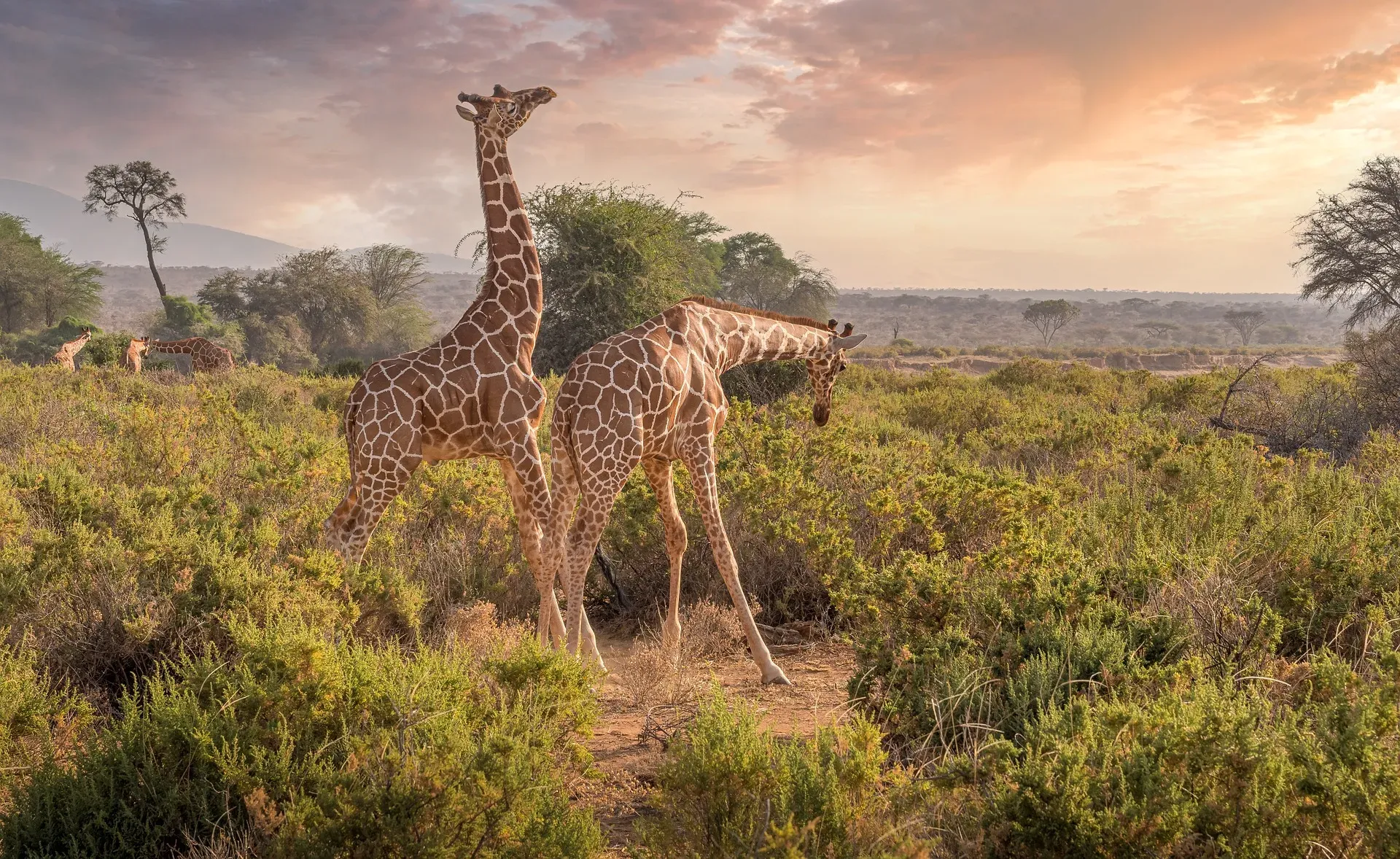 imgi_214_Are-Guided-Safaris-Necessary-in-Kenya-National-Parks
