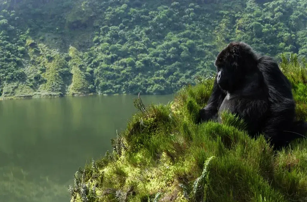imgi_240_uganda-gorilla-trekking