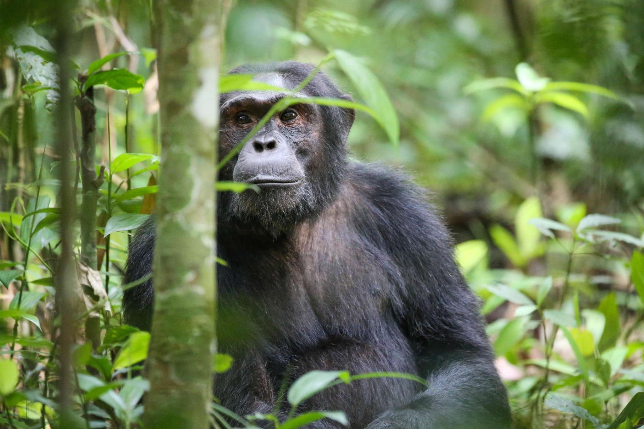 imgi_259_Chimp-Trekking-in-Uganda